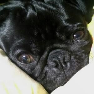 Meet your Posher, Greg